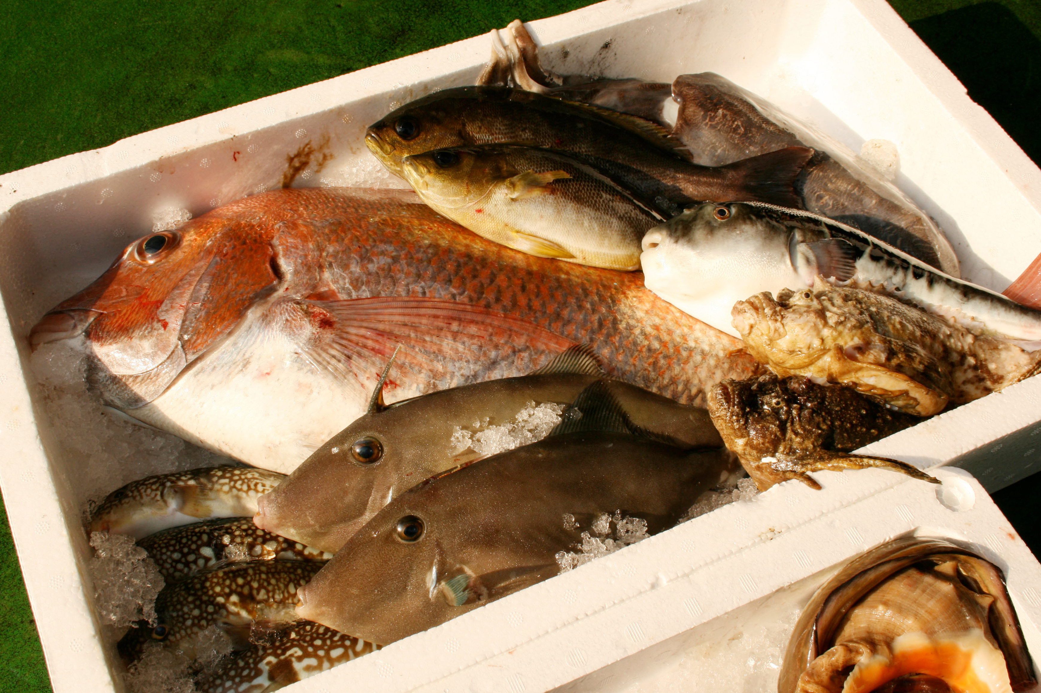 鮮魚